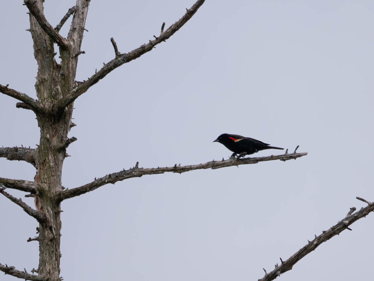 Red-winged Blackbird - ML616182499