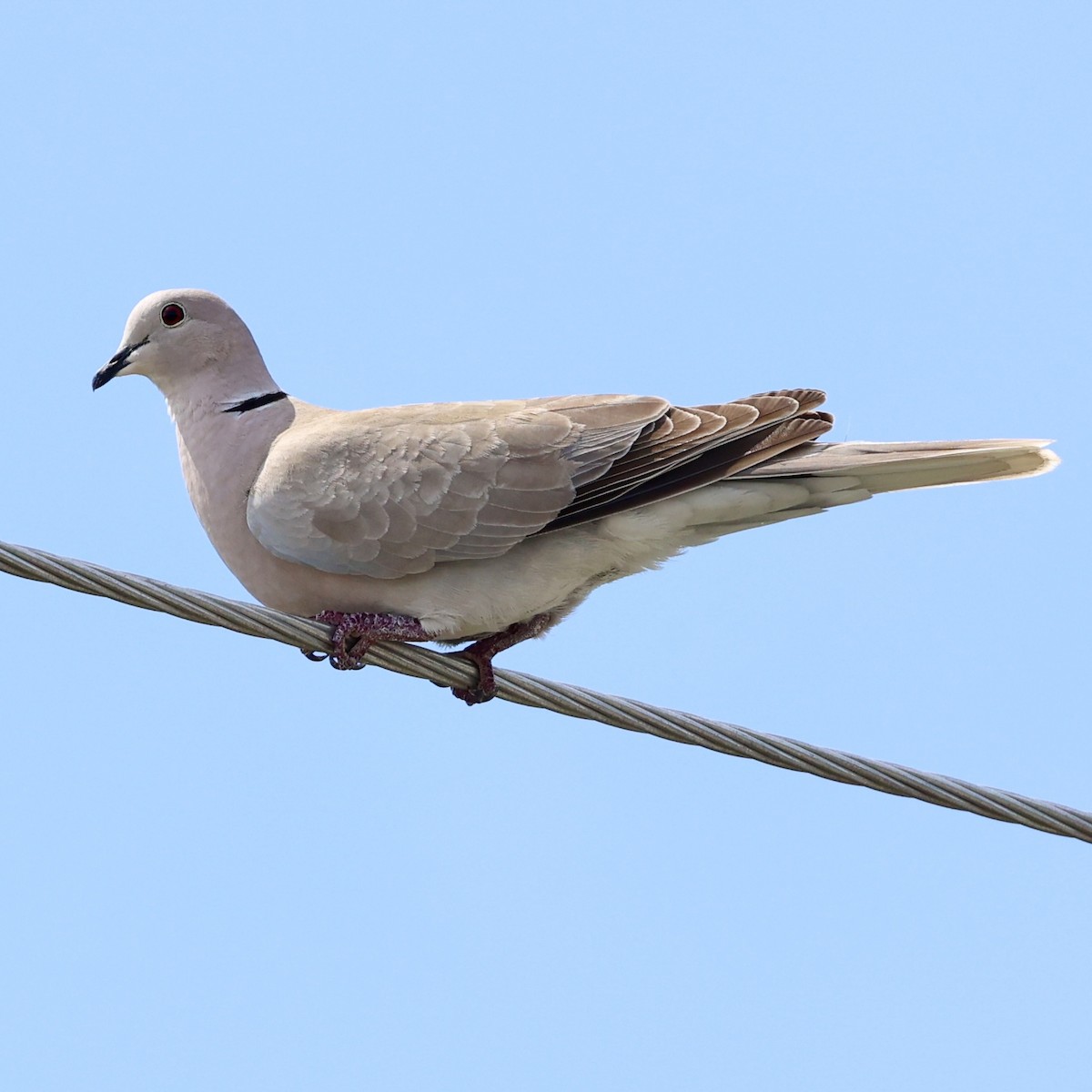 Eurasian Collared-Dove - ML616182829