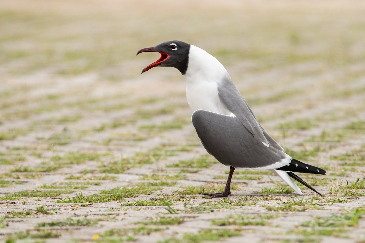 Laughing Gull - Liam Wolff