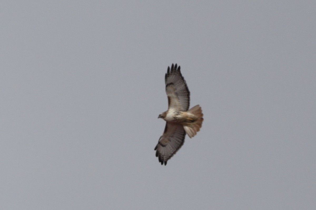 Red-tailed Hawk - ML616183040