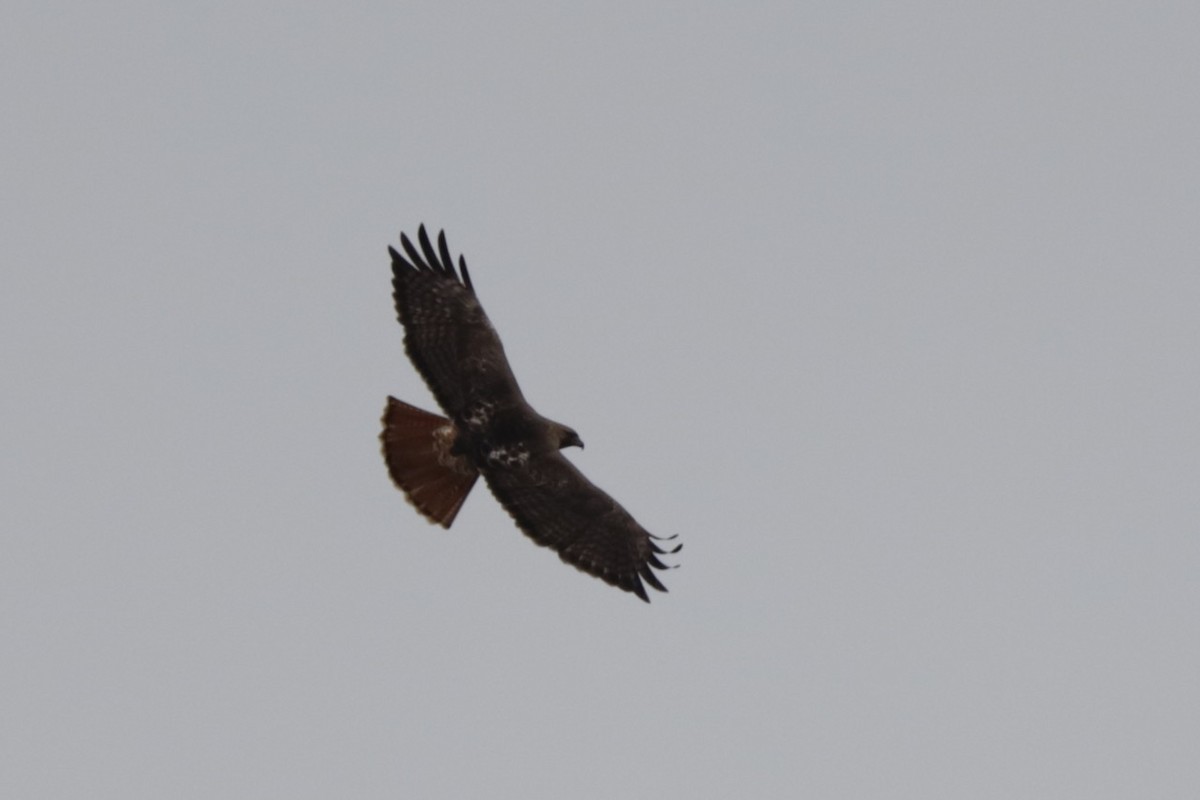 Red-tailed Hawk - ML616183041