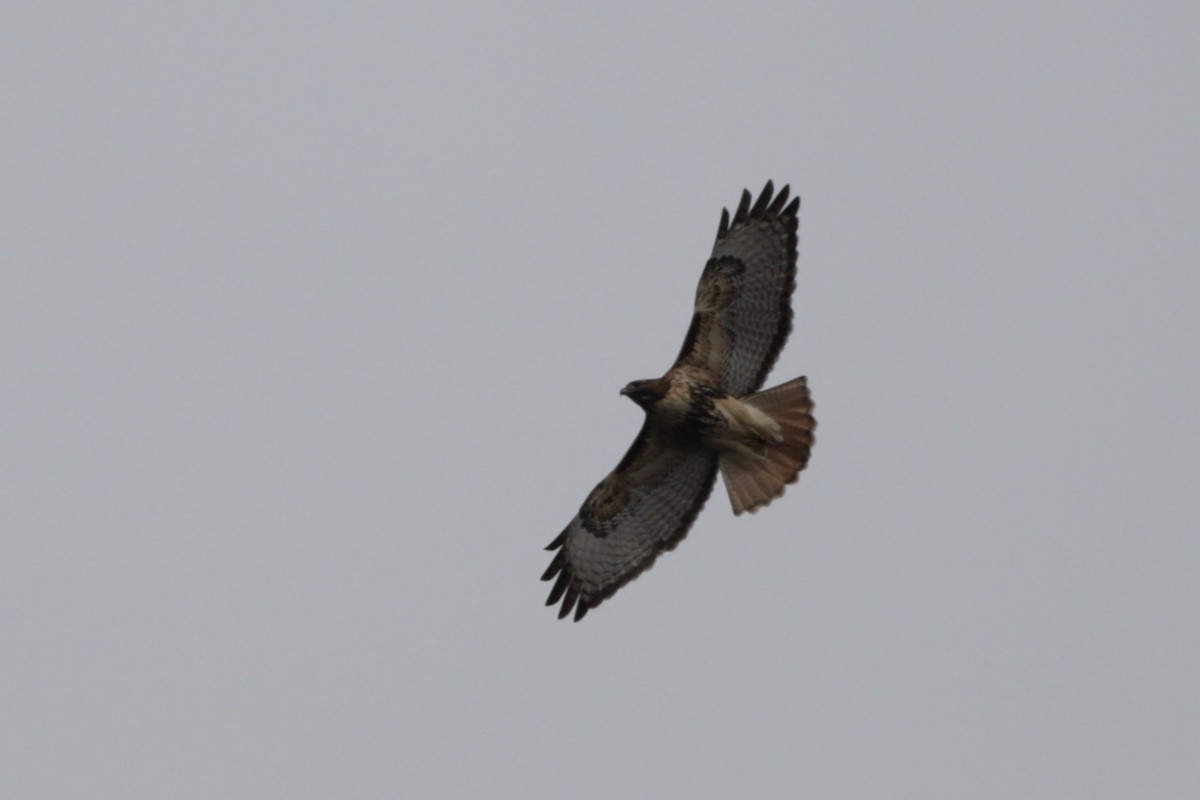 Red-tailed Hawk - ML616183042