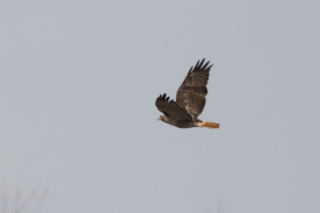 Red-tailed Hawk - ML616183043