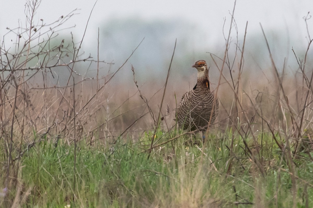 Greater Prairie-Chicken (Attwater's) - ML616183048