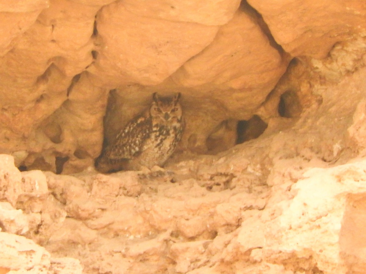 Pharaoh Eagle-Owl - ML616183050