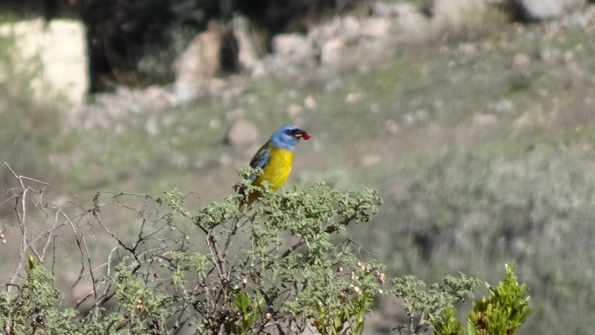 Blue-and-yellow Tanager - Marco Antonio Guerrero R.