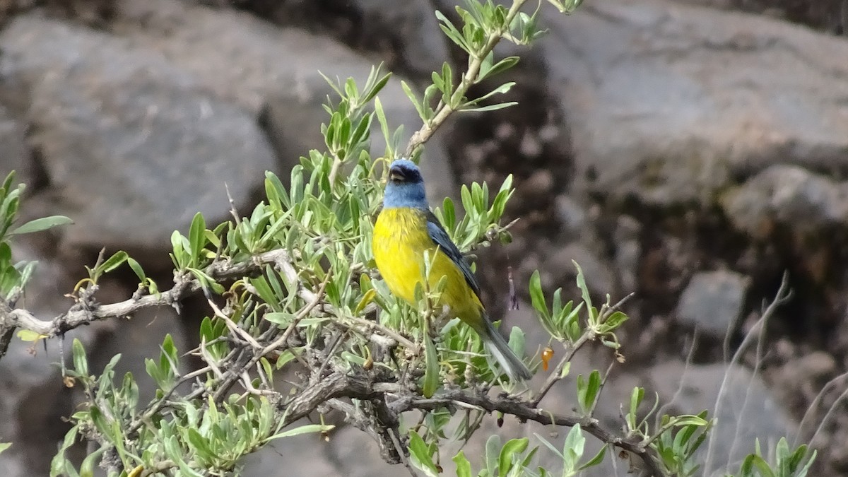 Blue-and-yellow Tanager - Marco Antonio Guerrero R.