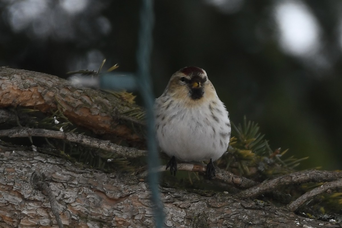 Hoary Redpoll - Peter Scully