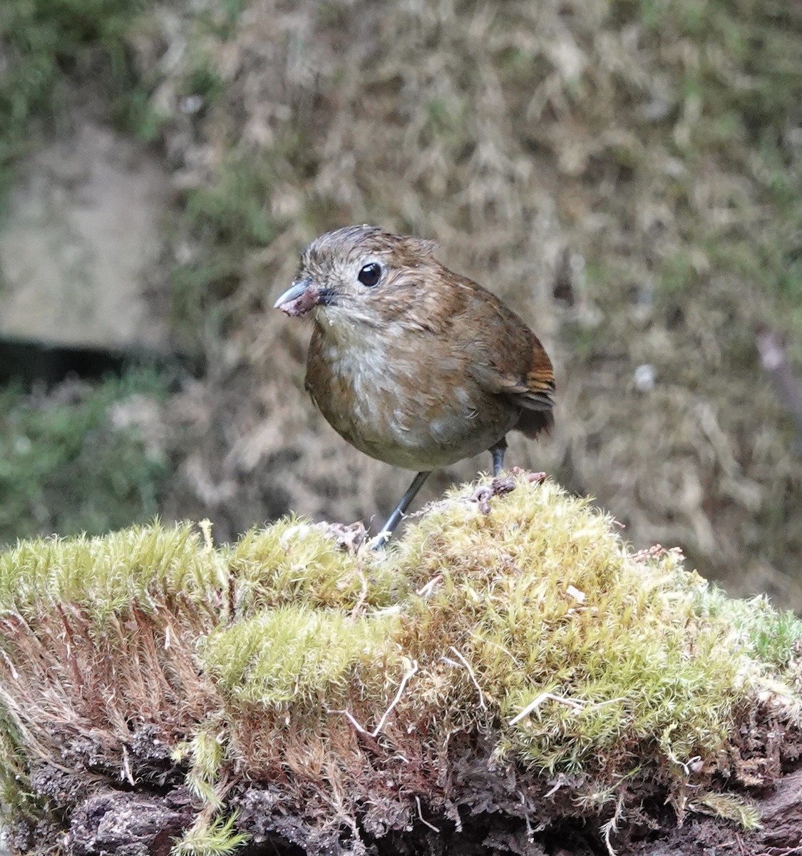 Brown-banded Antpitta - ML616183572