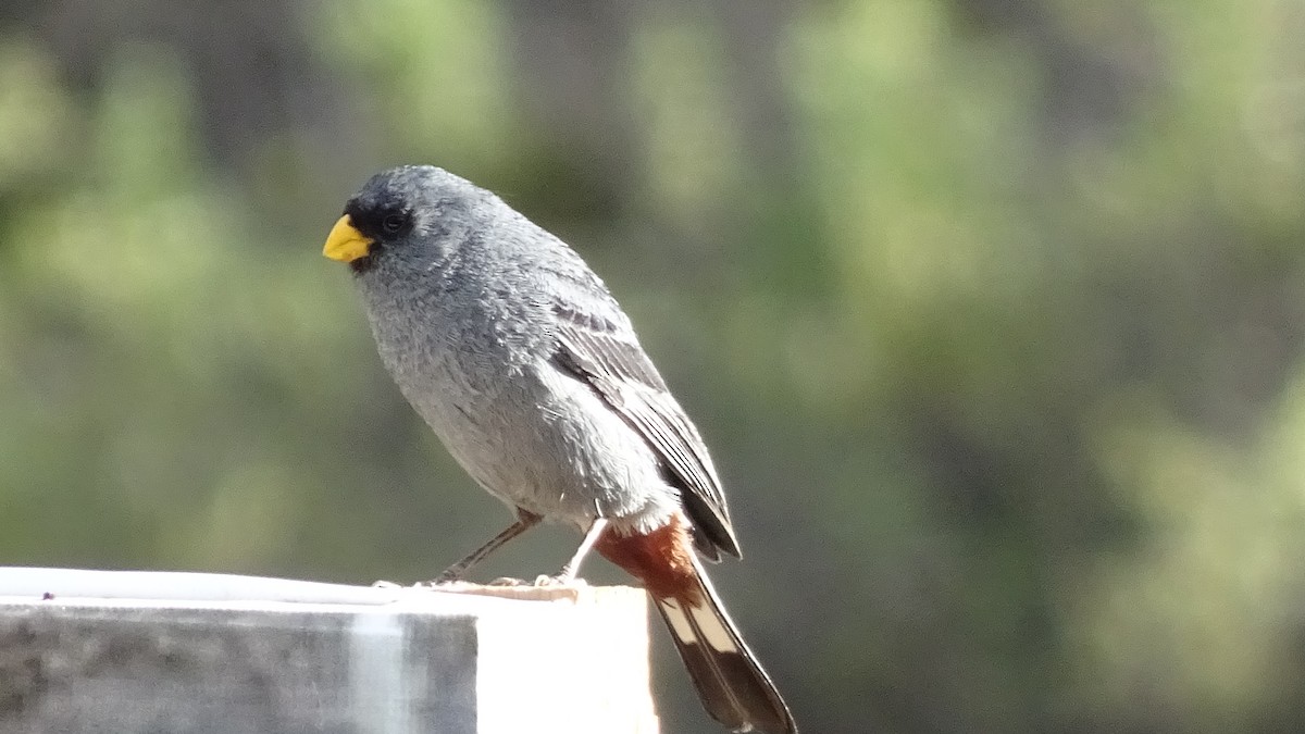 Band-tailed Seedeater - ML616183679