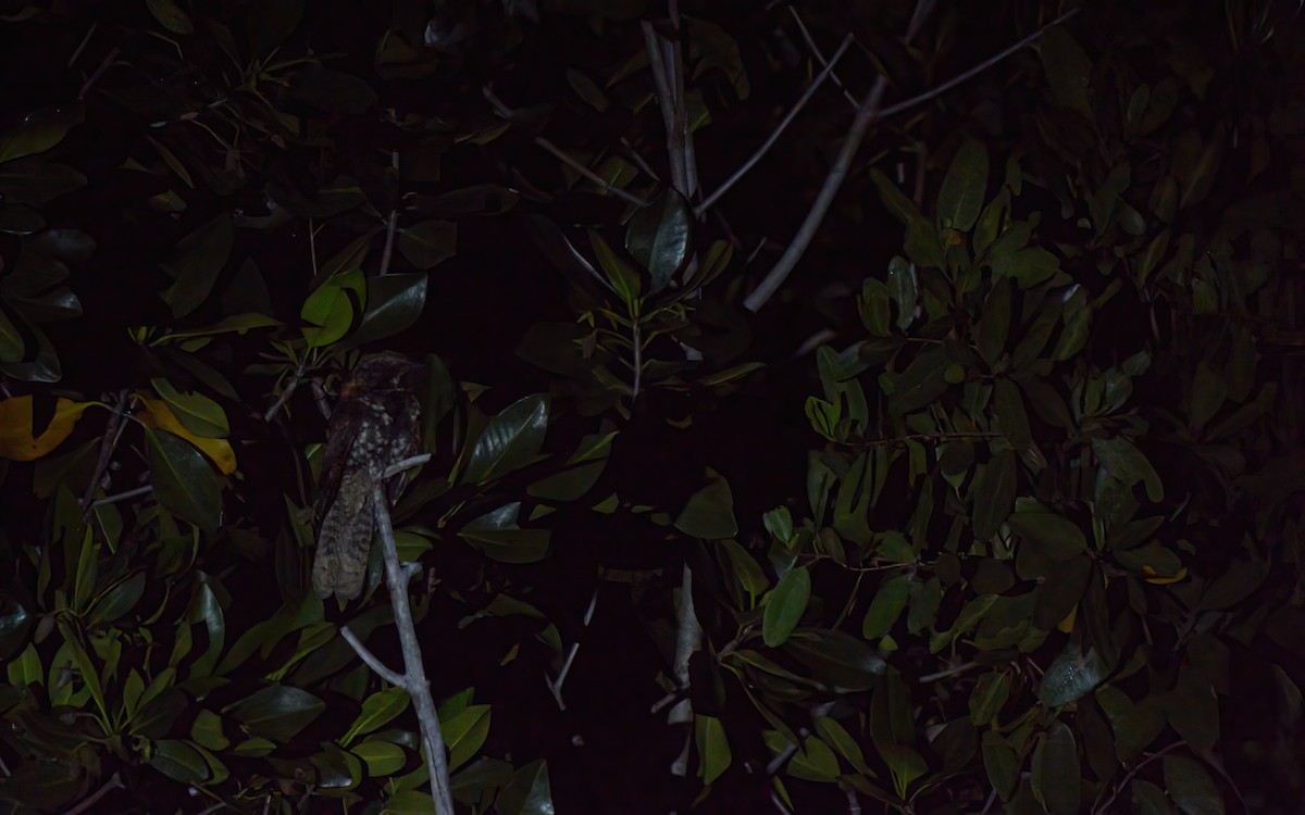 Yucatan Nightjar - Luis Trinchan