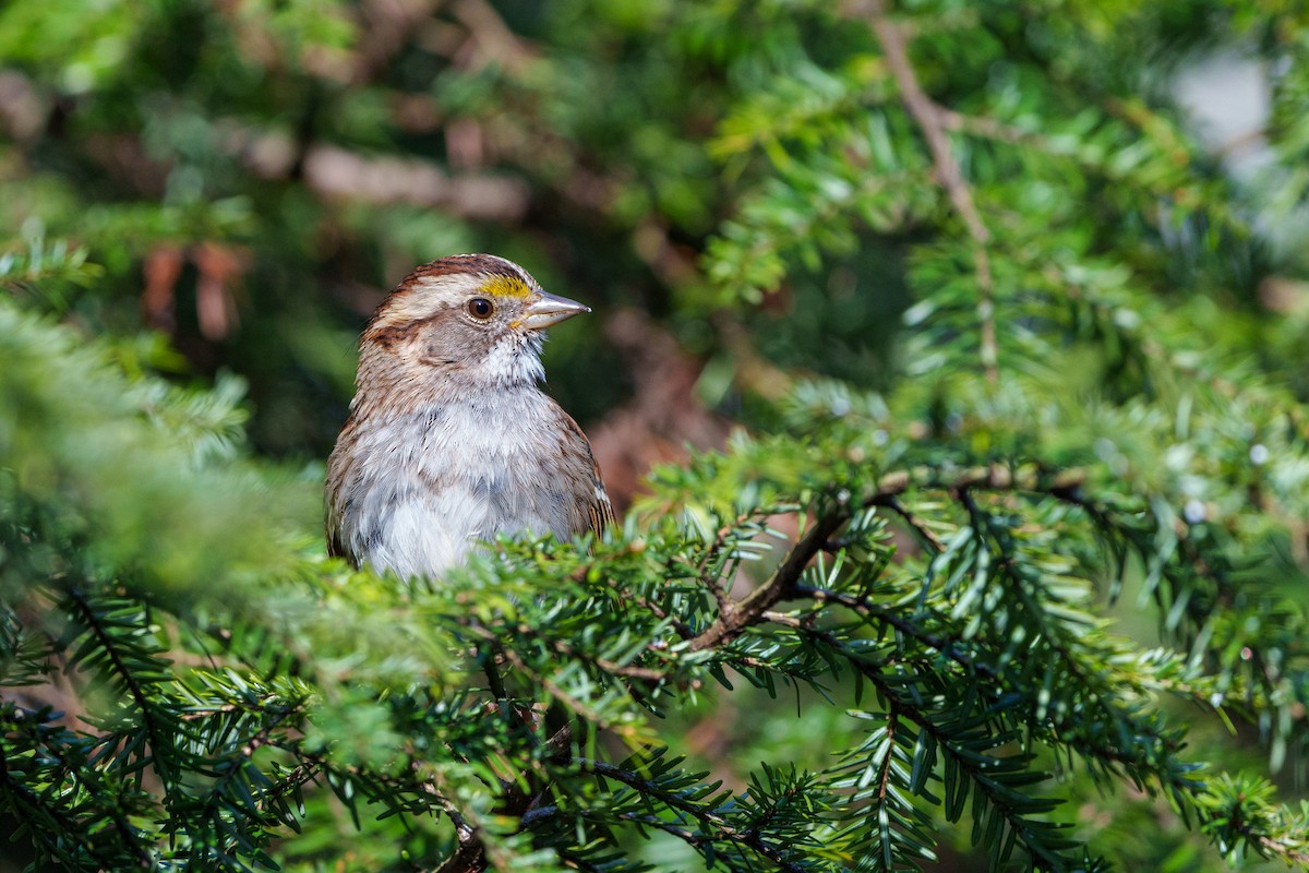 White-throated Sparrow - ML616183983