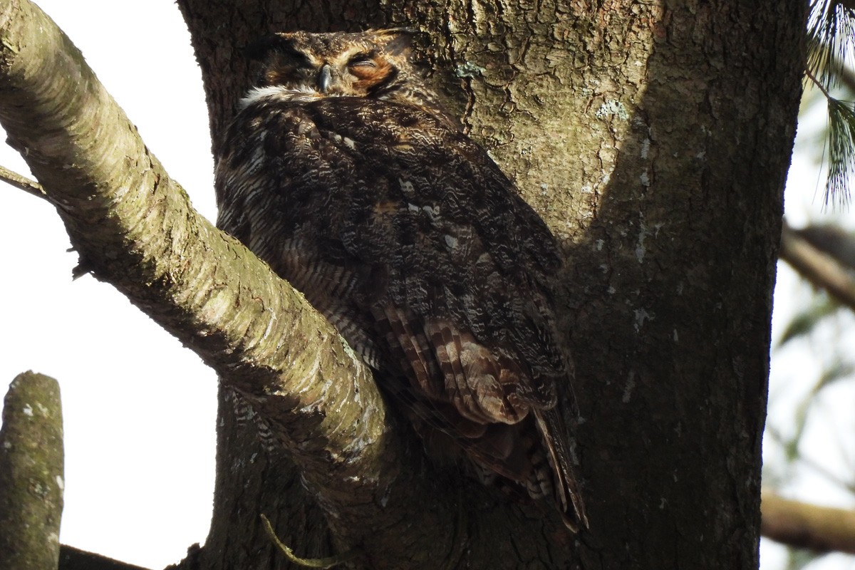 Great Horned Owl - ML616184449