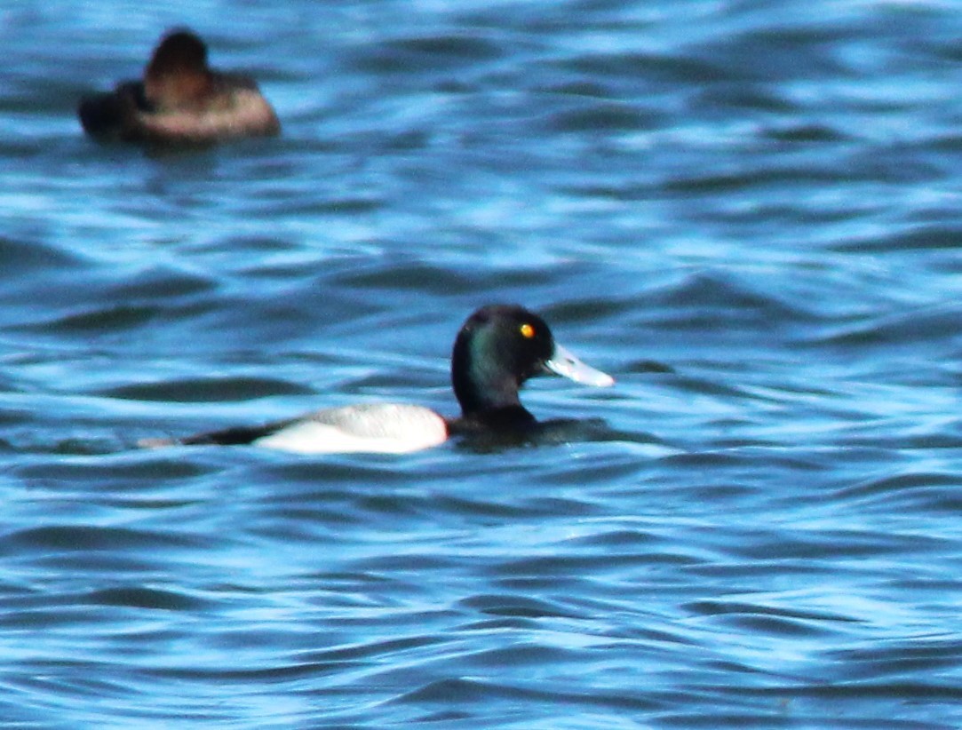 Greater Scaup - ML616184480