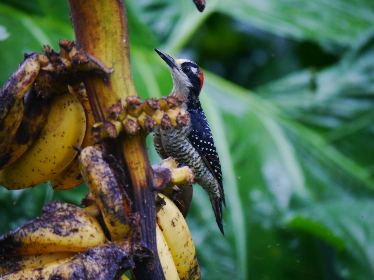Black-cheeked Woodpecker - ML616184482