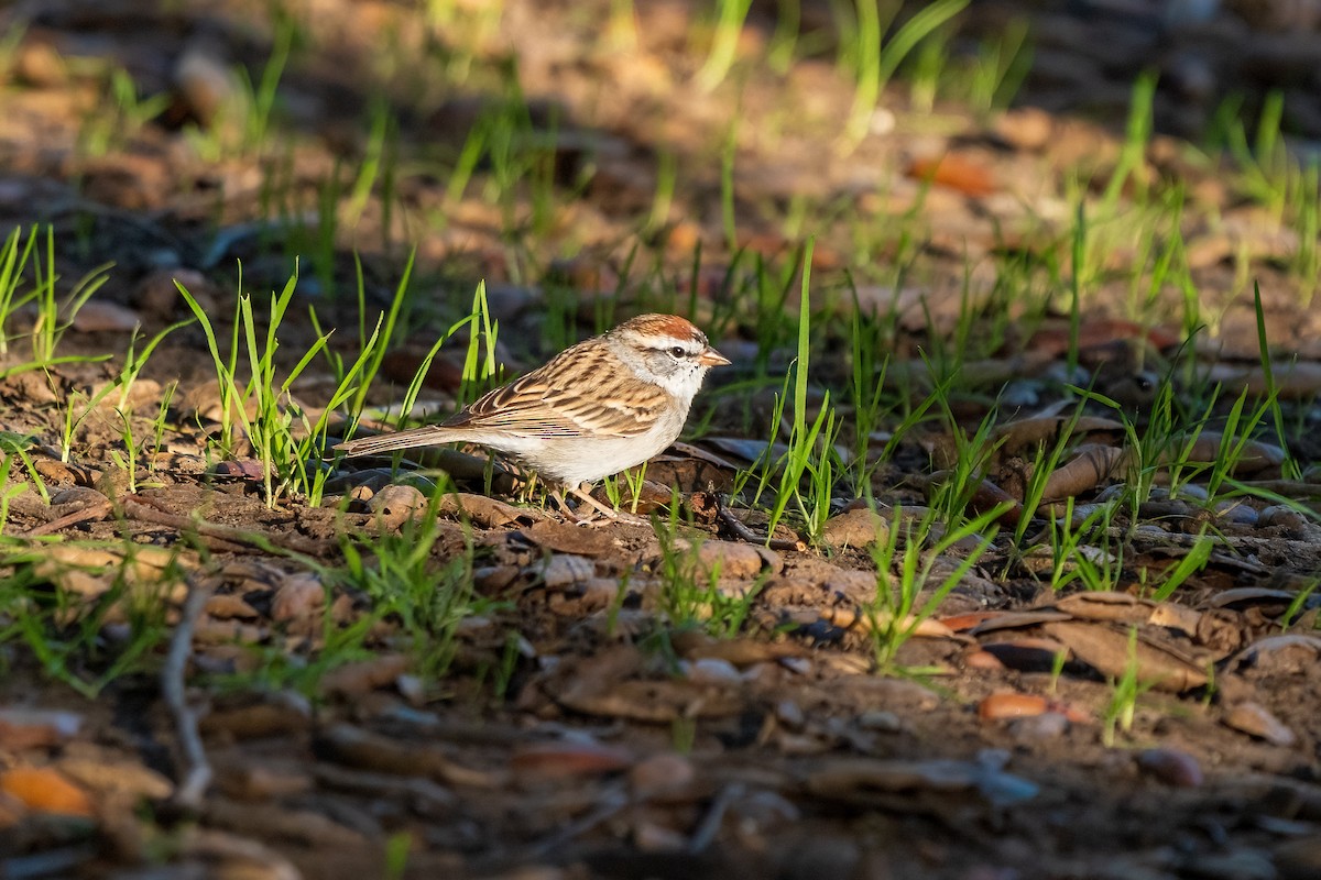 Chipping Sparrow - ML616184540
