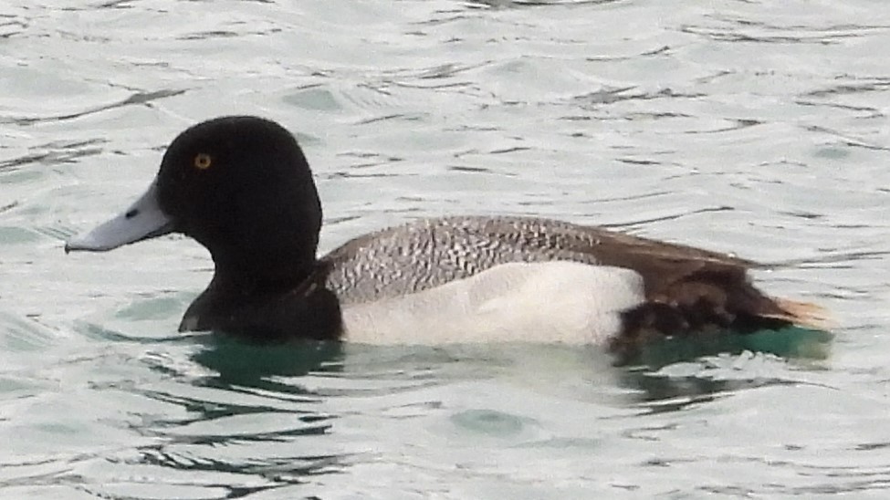 Greater Scaup - ML616184547