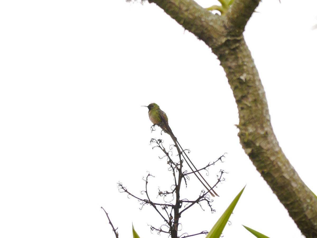 Uzun Kuyruklu Kolibri - ML616184589