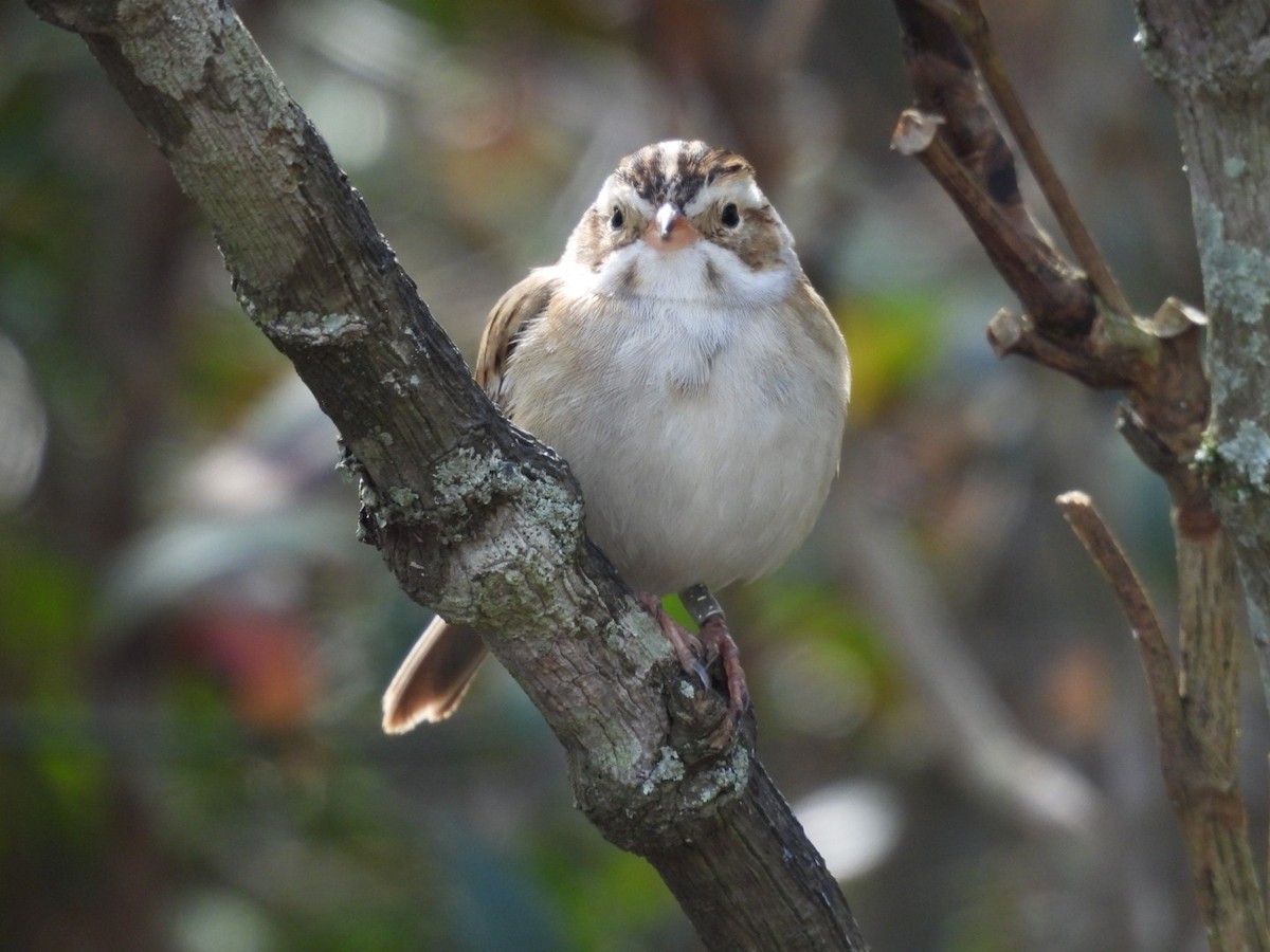 Clay-colored Sparrow - ML616184748