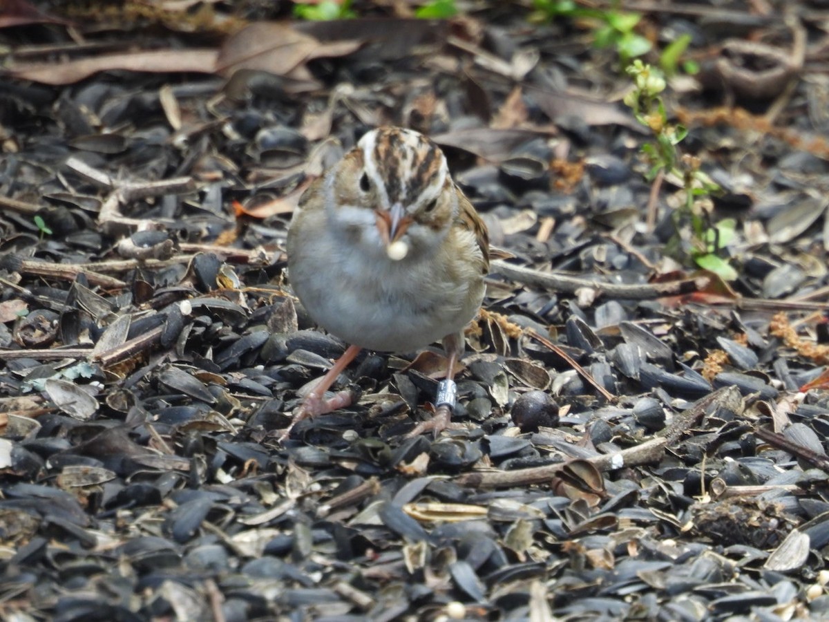 Clay-colored Sparrow - ML616184749