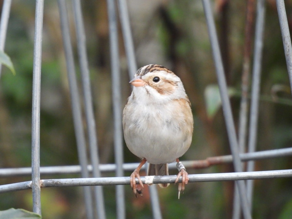 Clay-colored Sparrow - ML616184750