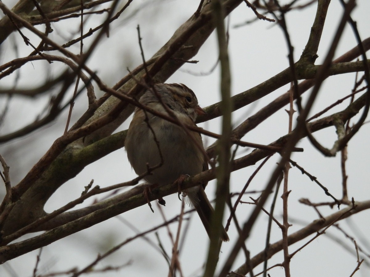 Clay-colored Sparrow - ML616184751