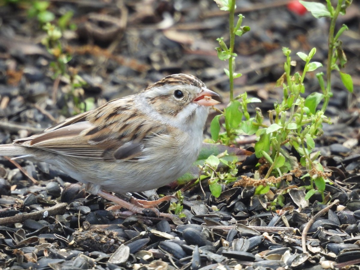 Clay-colored Sparrow - ML616184752