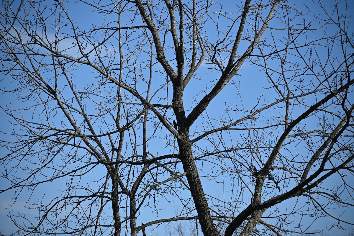 EBird Checklist 12 Mar 2024 US MO Nixa 1818 W Country Hill Ln 37