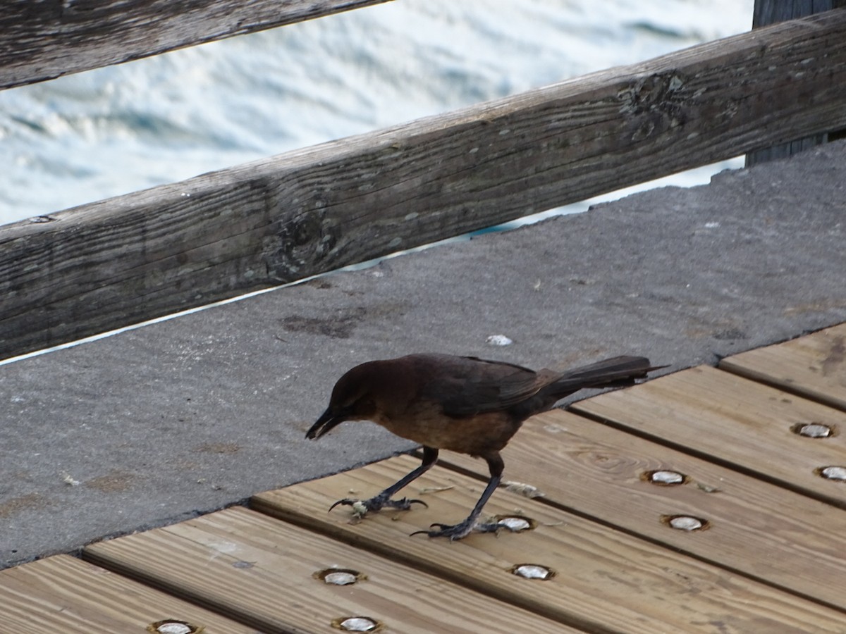Boat-tailed Grackle - ML616184843