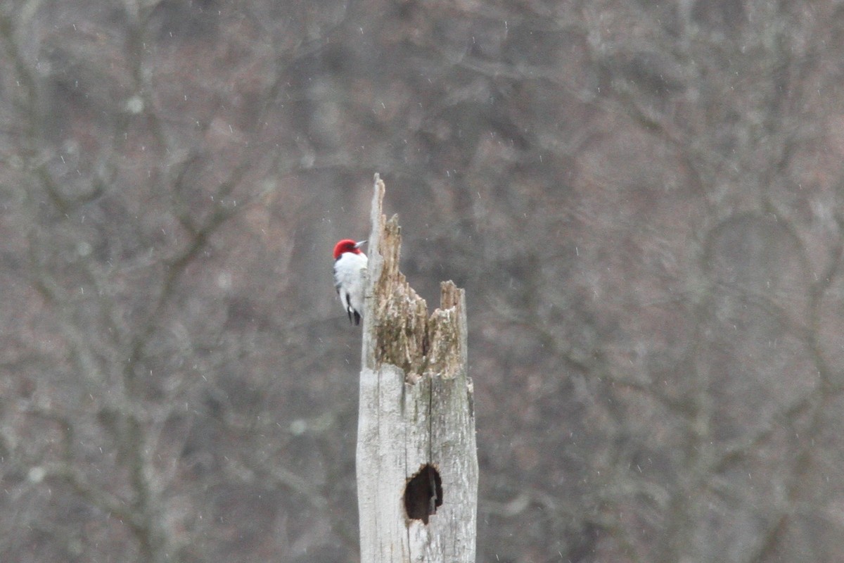 Red-headed Woodpecker - ML616184966
