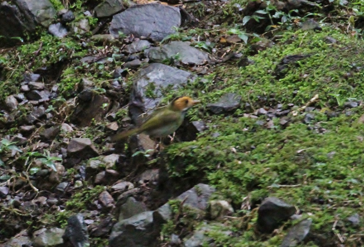 Rufous-faced Warbler - ML616184998