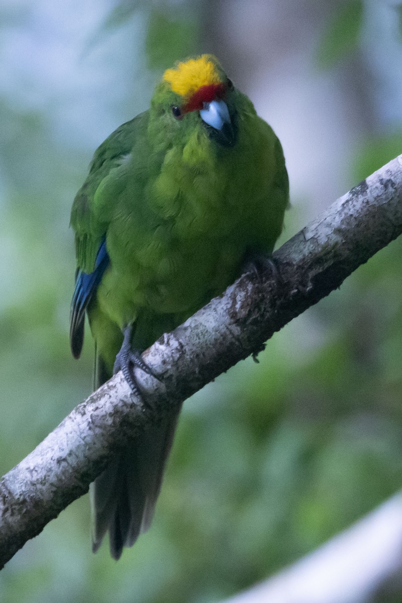 Yellow-crowned Parakeet - ML616185077