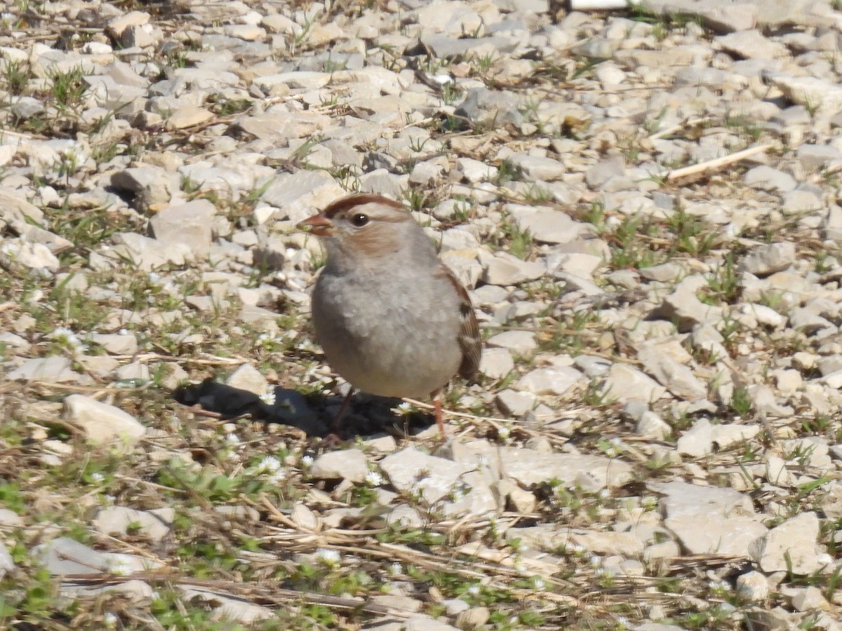 White-crowned Sparrow - Cindy Leffelman