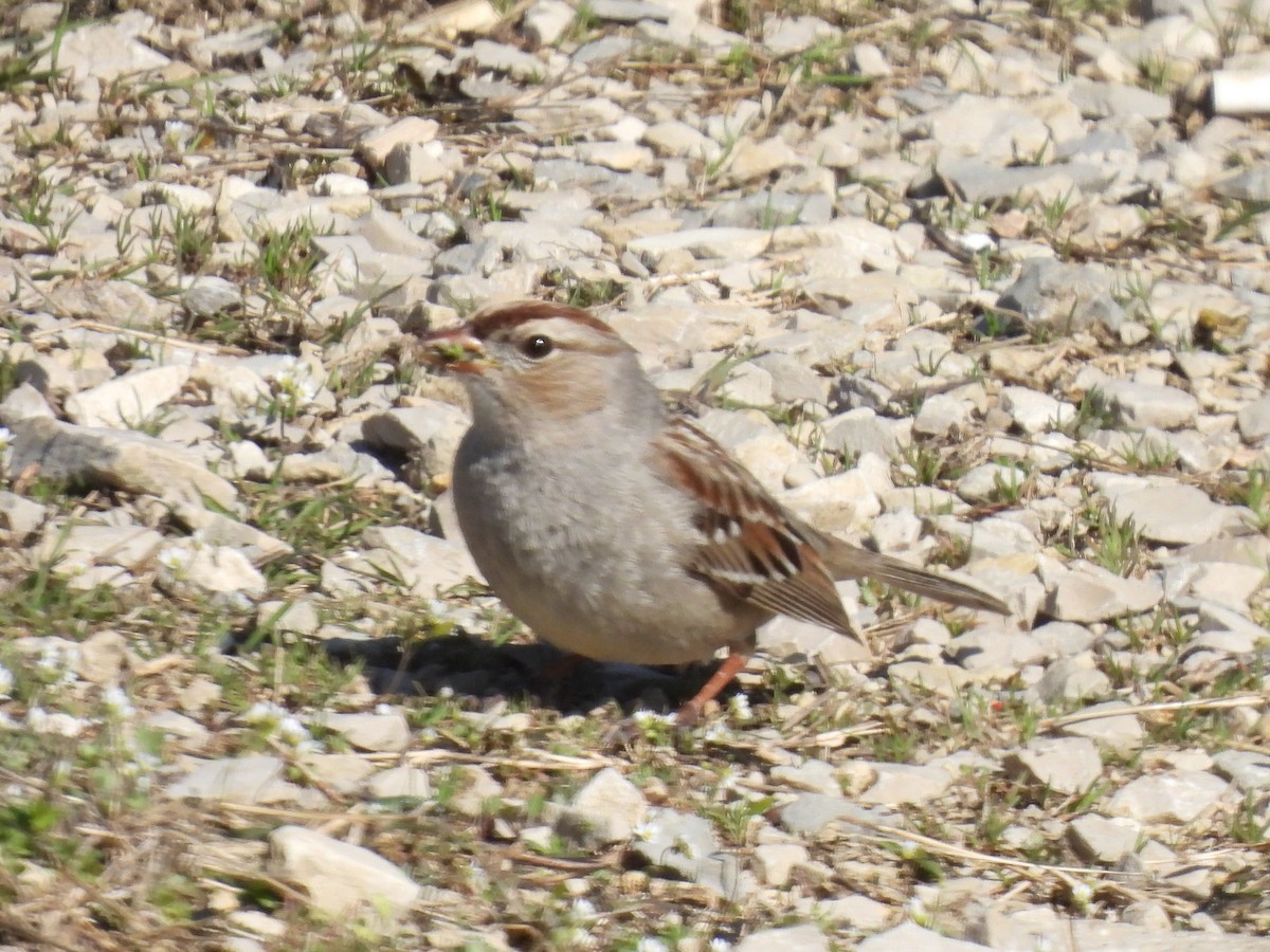 White-crowned Sparrow - ML616185265