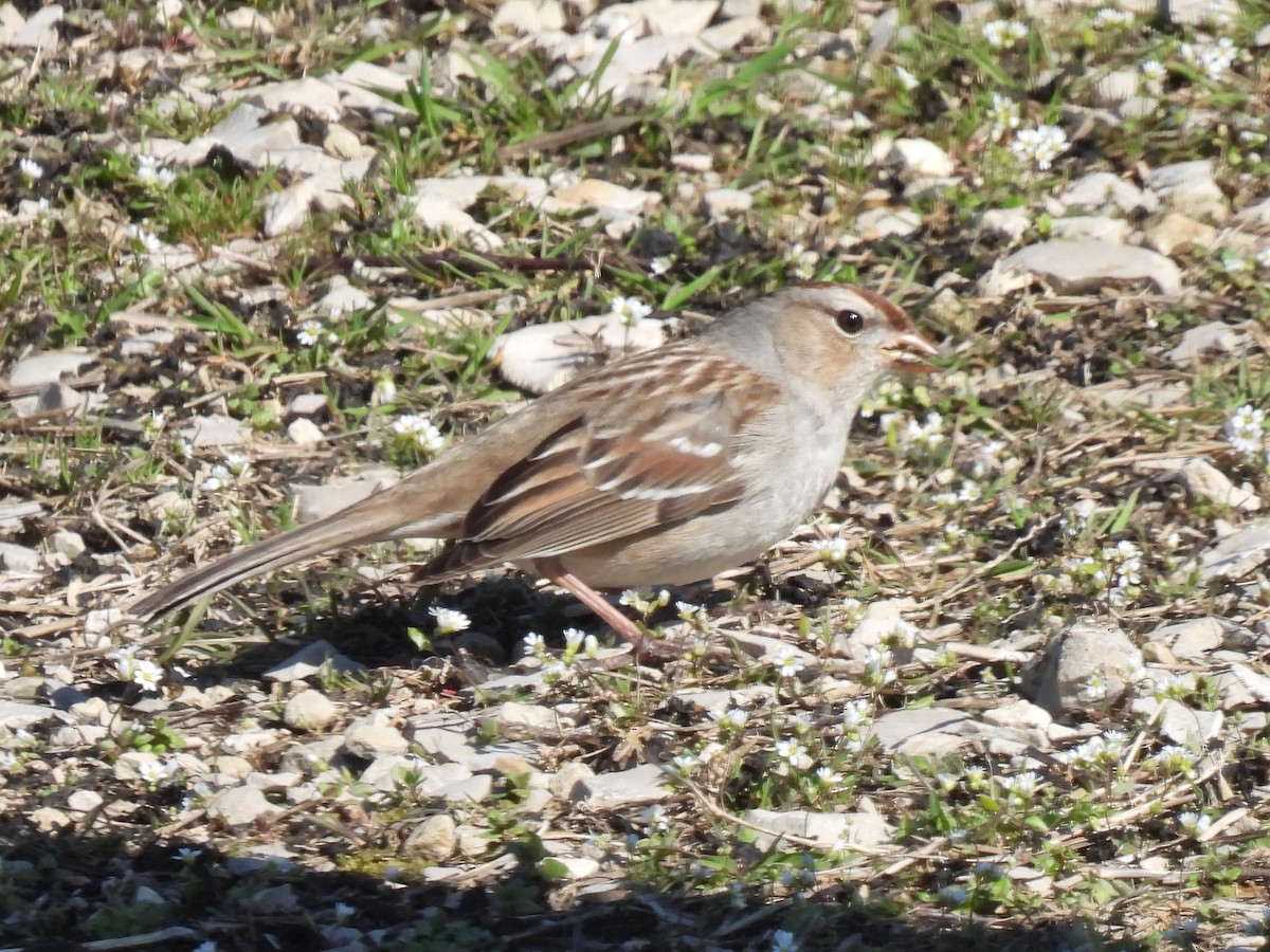 White-crowned Sparrow - Cindy Leffelman