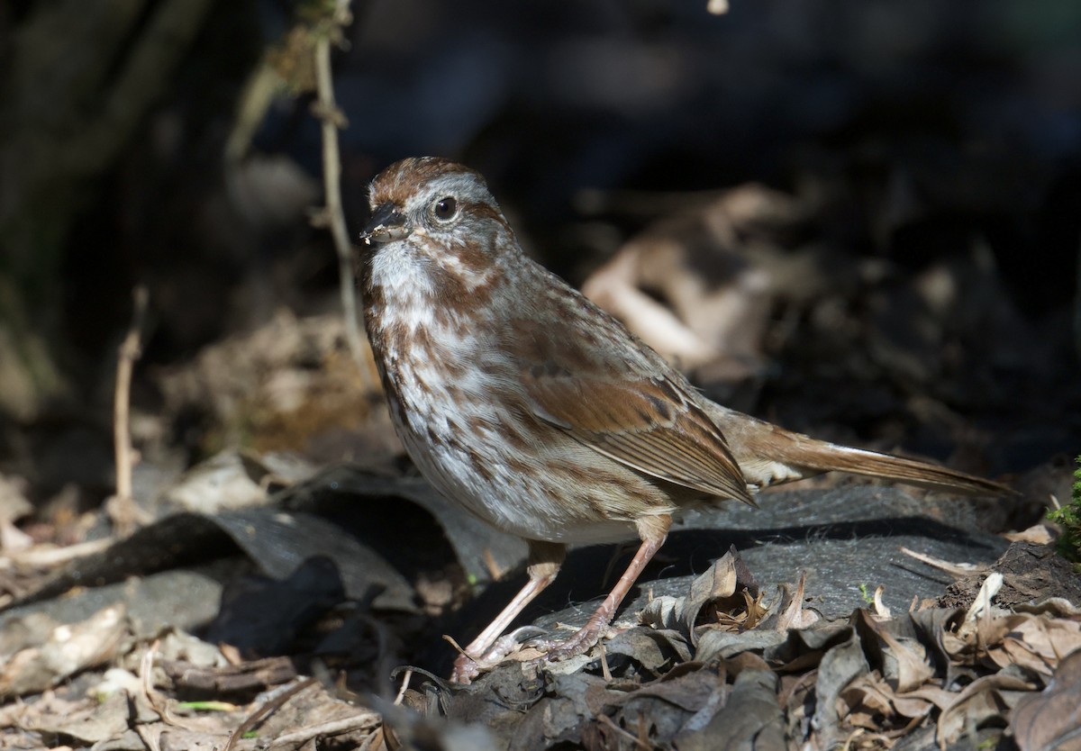Song Sparrow (rufina Group) - ML616185341