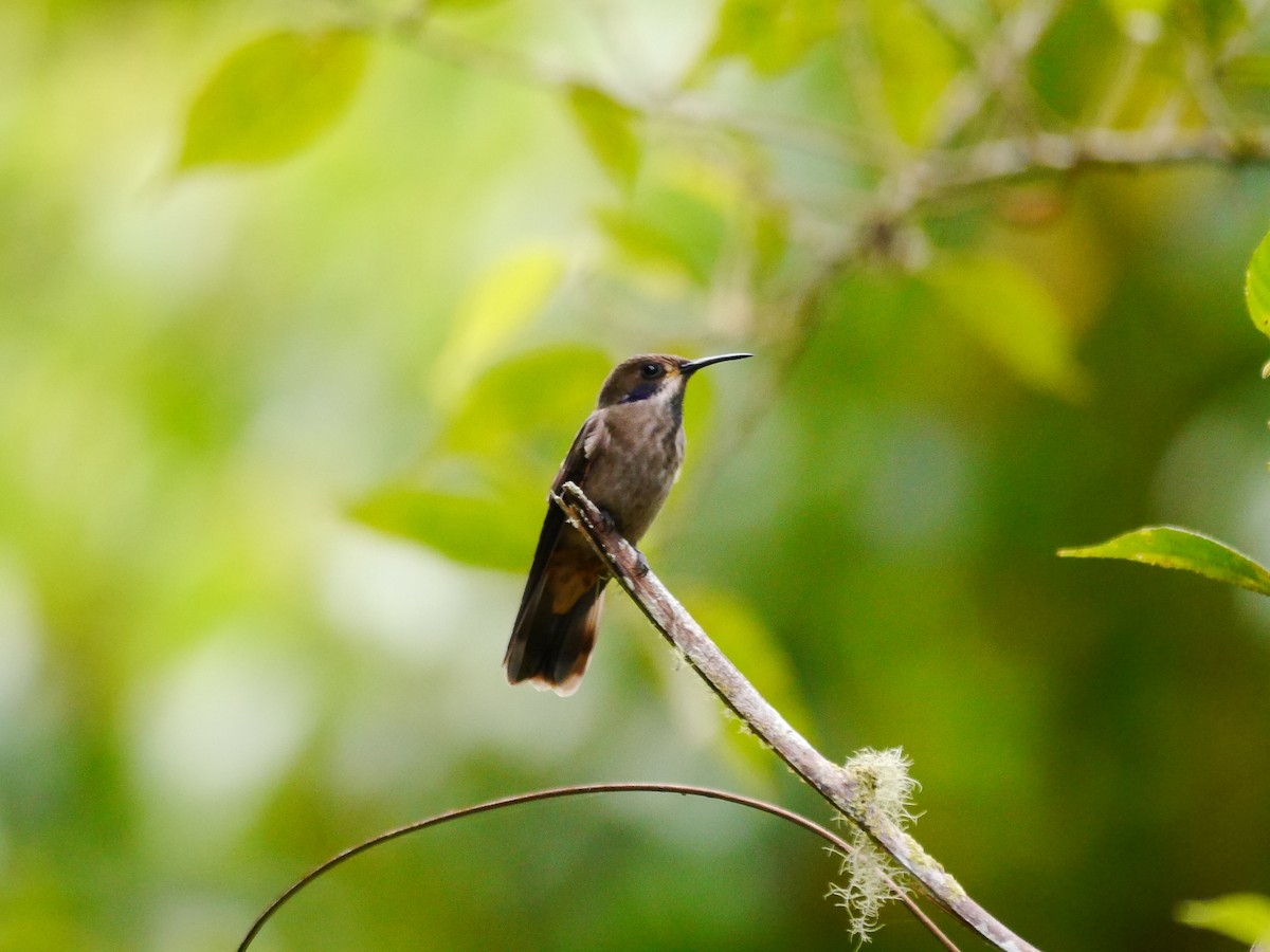 kolibřík fialovouchý - ML616185378