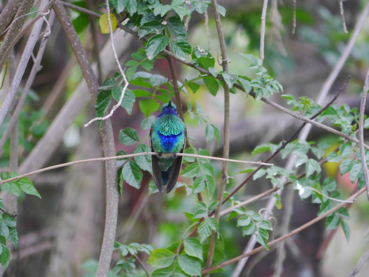 kolibřík modrolící - ML616185399