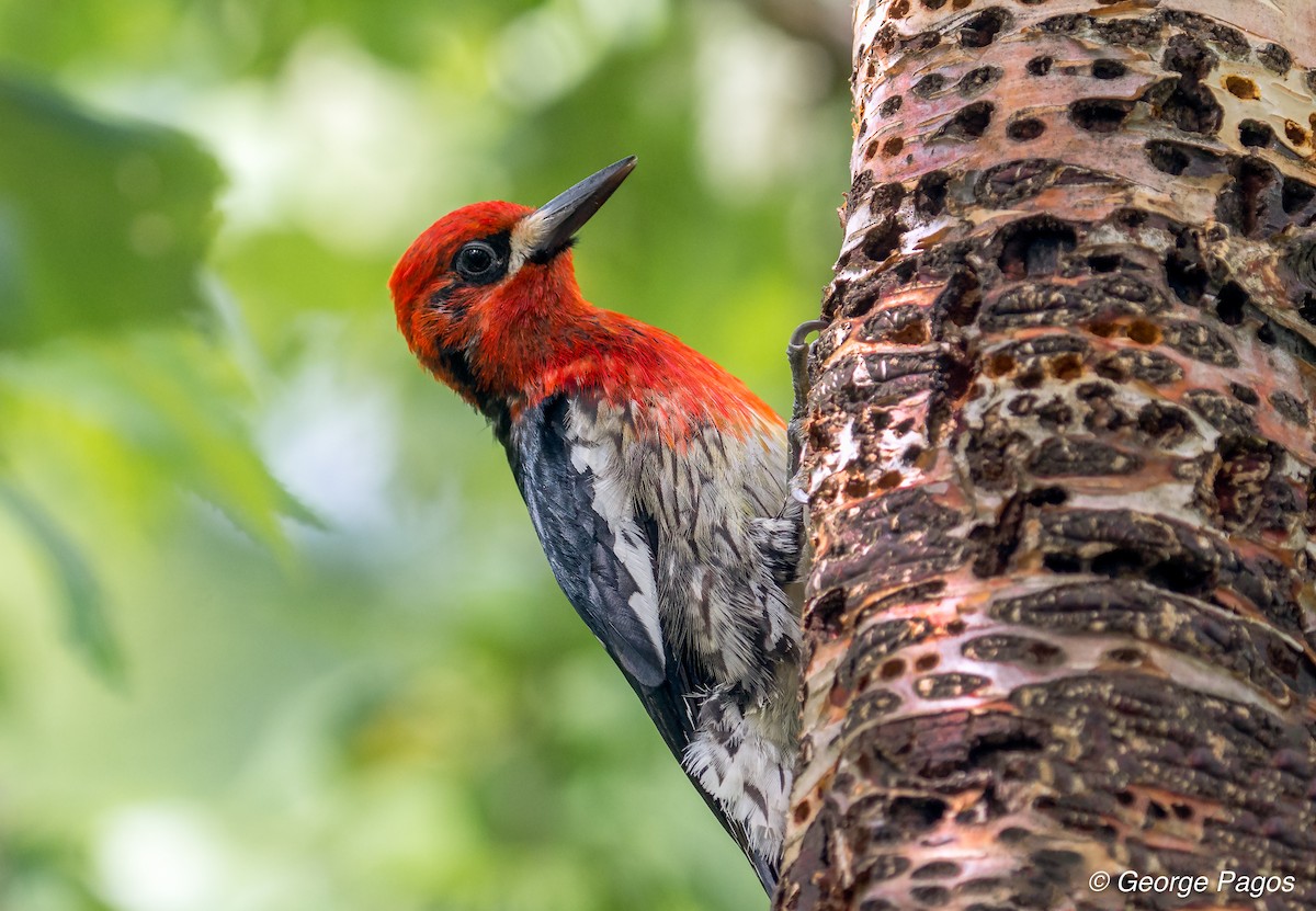 Red-breasted Sapsucker - ML61618541