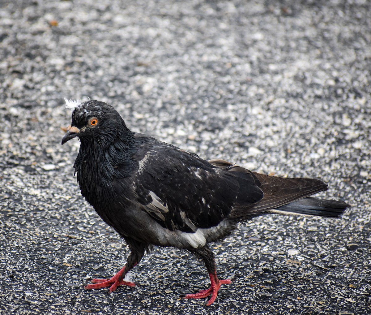 Rock Pigeon (Feral Pigeon) - ML616185522