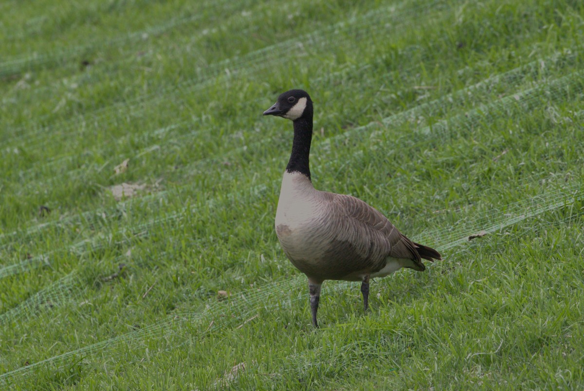 Cackling Goose (Richardson's) - ML616185653