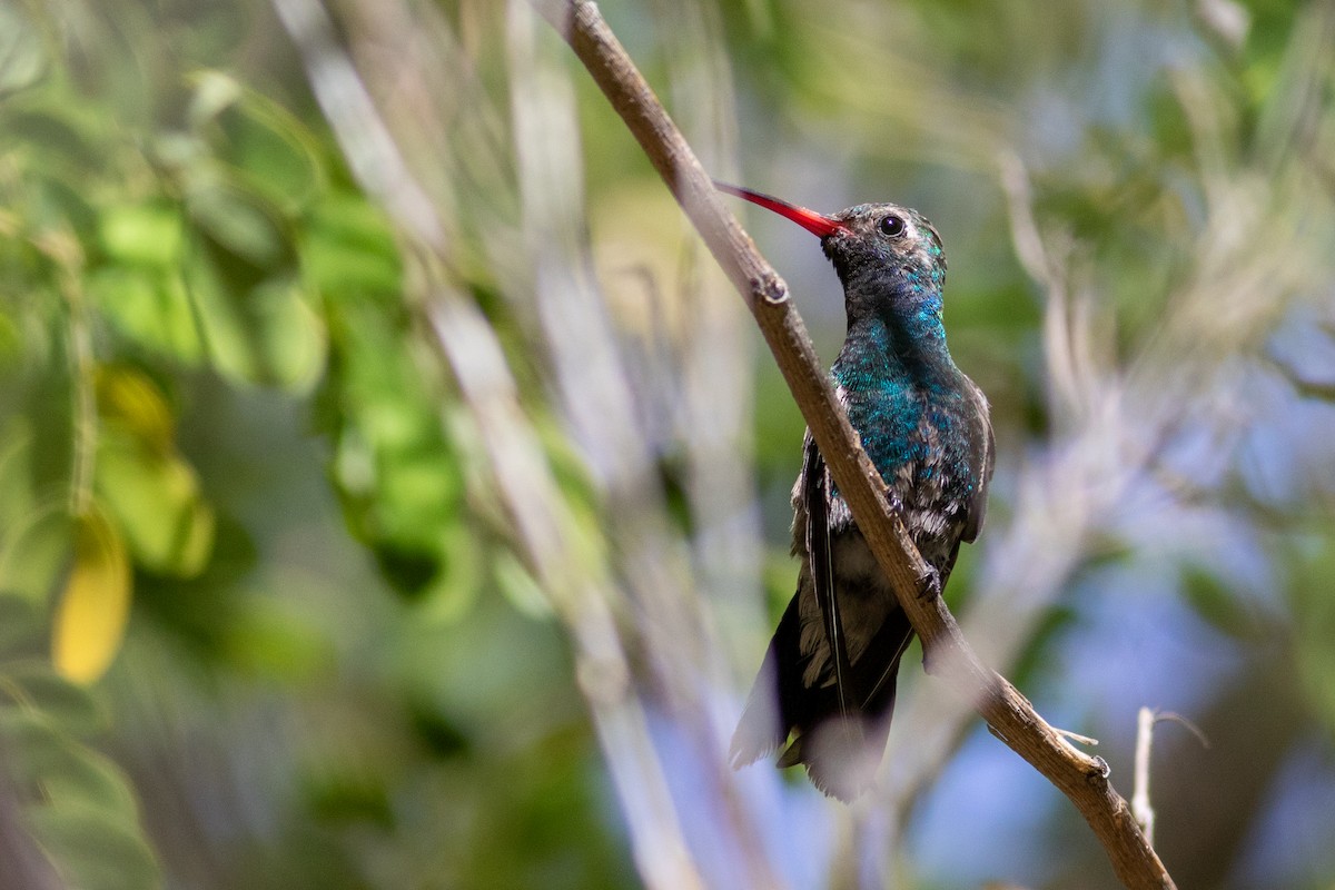 Broad-billed Hummingbird - ML616185720