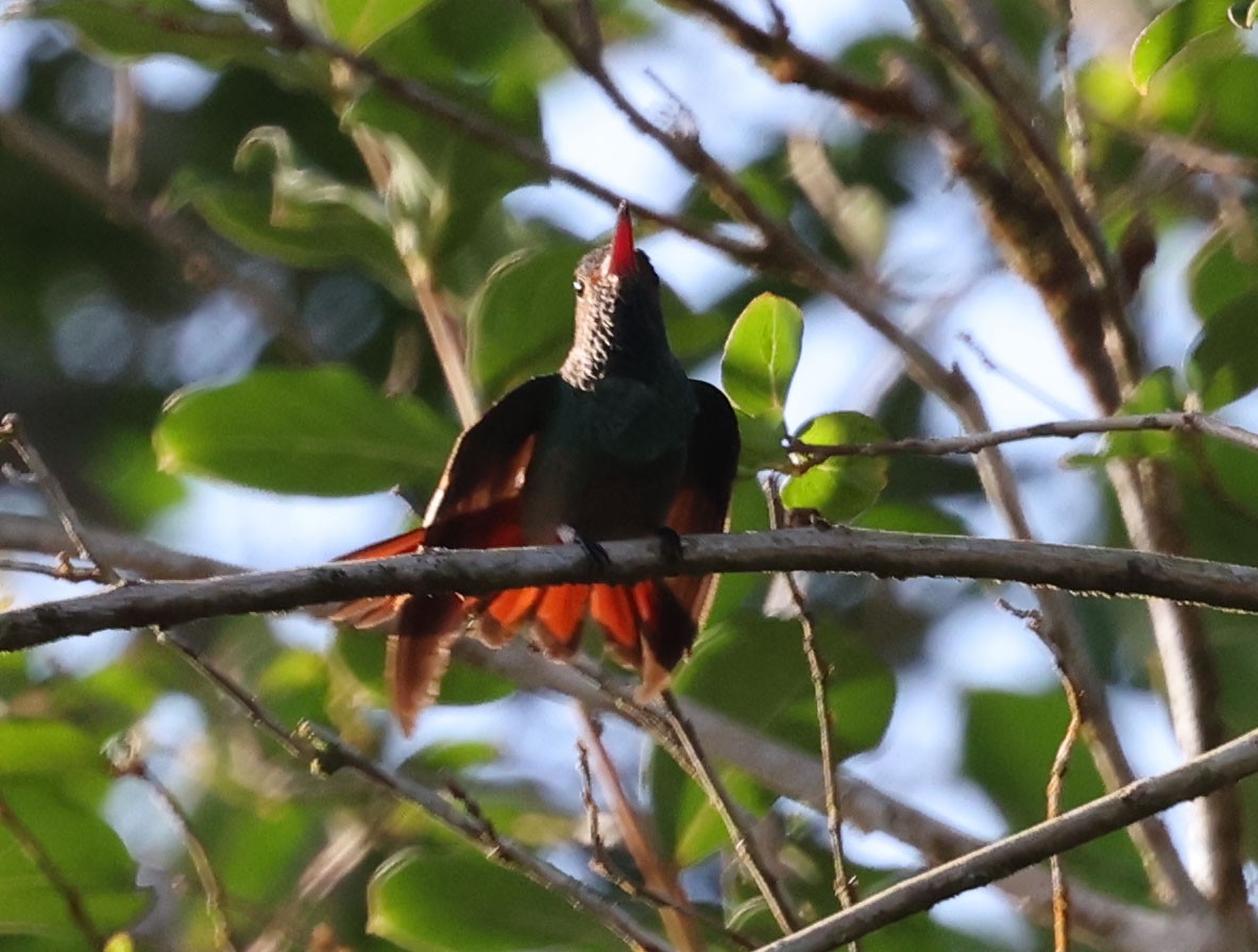 Rufous-tailed Hummingbird - ML616185978