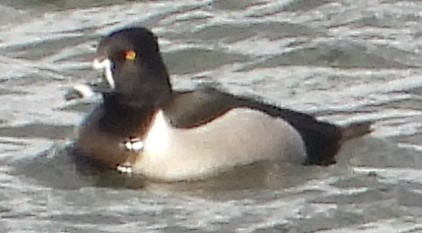 Ring-necked Duck - Julie Rand