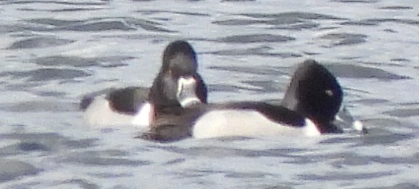 Ring-necked Duck - ML616186008