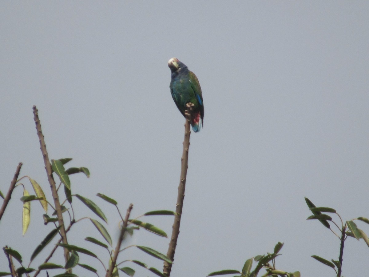 White-crowned Parrot - ML616186159