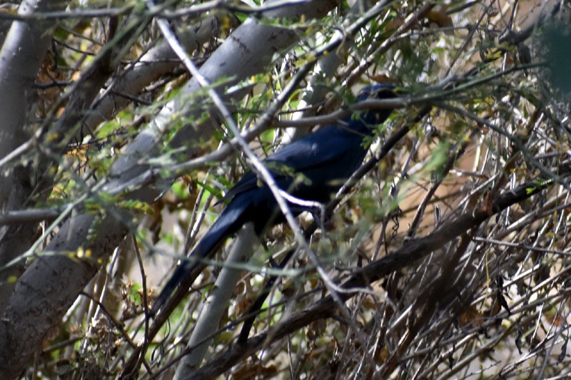 Blue Mockingbird - ML616186229