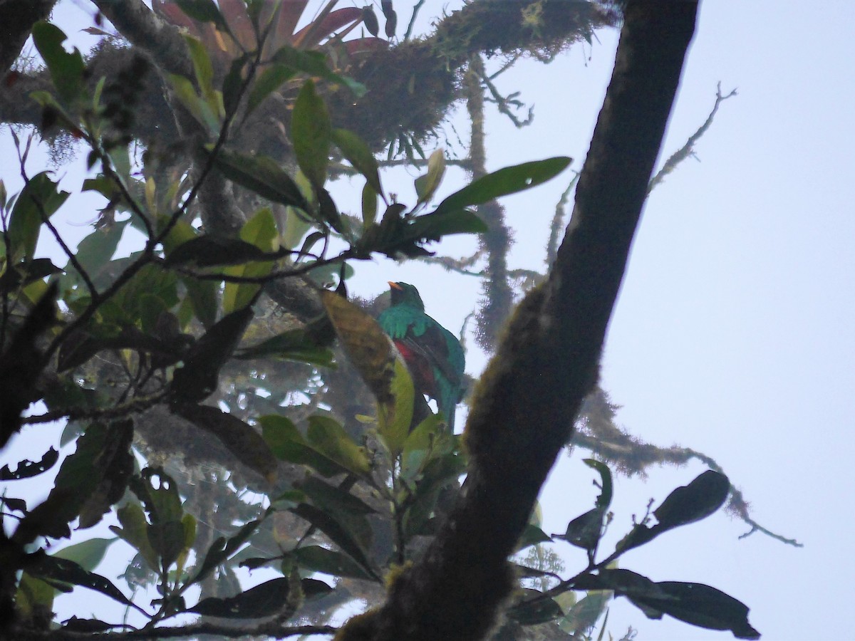 Crested Quetzal - ML616186238