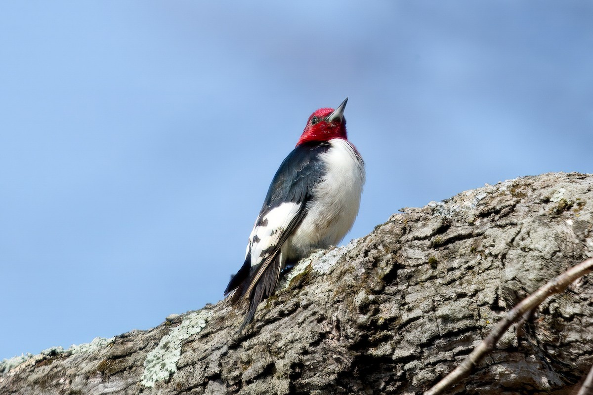 woodpecker sp. - ML616186257