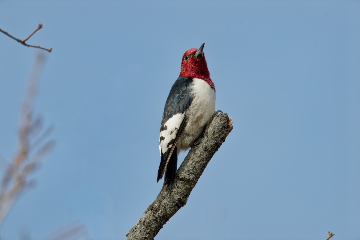 woodpecker sp. - PJ Smith